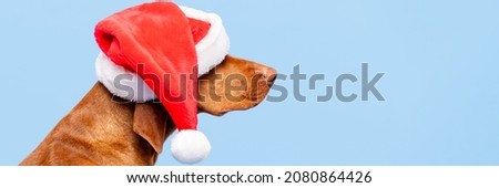 Dog Christmas Banner. Vizsla wearing red Santa hat studio portrait on pastel blue background. Side view headshot. Merry Christmas.