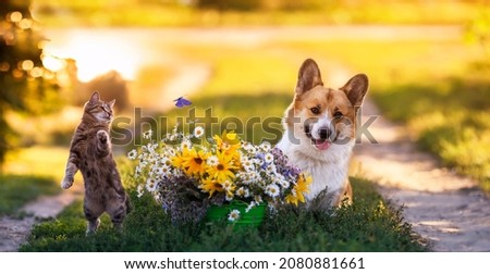 cute fluffy friends a cat and a dog catch a flying butterfly in a sunny summer garden Royalty-Free Stock Photo #2080881661