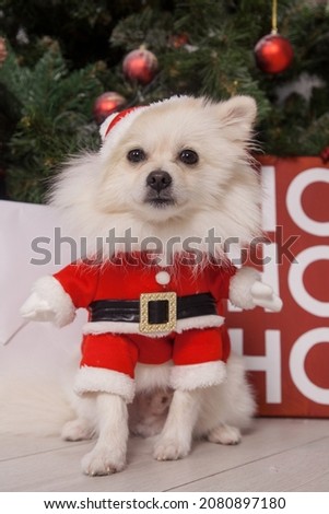 cute white dog in a New Year's costume near Christmas tree. Holiday Concept. pomeranian spitz dressed up in santa claus costume. beautiful animals in a hat. holiday puppy. Adorable winter santa pet.