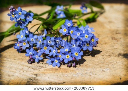 blue flowers, forget-me-beautiful plant, green, blue, garden, Mother's Day, Valentine's Day, gift, love, romance, dark blue, sky blue, blue eyes, nature