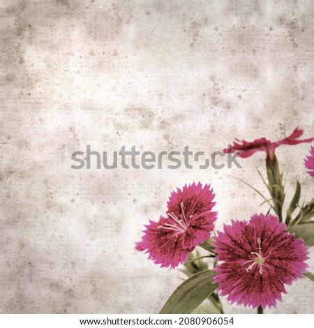 square stylish old textured paper background with small dark red garden carnation flower 
