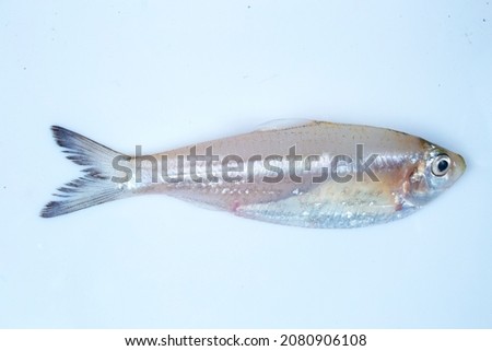 White sardine fresh fish group one single top view 