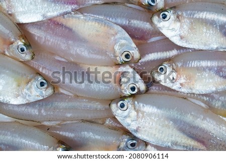 White sardine fish group set pile close up top view
