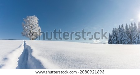 Snowy tree in winter against cloudless blue sky
