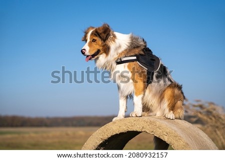 rescue dog in a harness sits on a concrete ring and guards the surroundings Royalty-Free Stock Photo #2080932157
