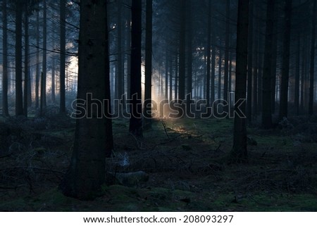 Sunlight breaking through the trees in Hooghalen, Netherlands  Royalty-Free Stock Photo #208093297