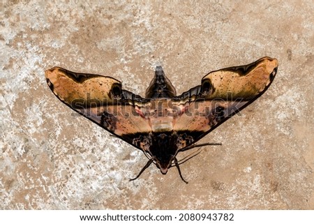 butterfly on black background, beautiful photo digital picture