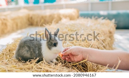 Child feeding rabbits in summer park.