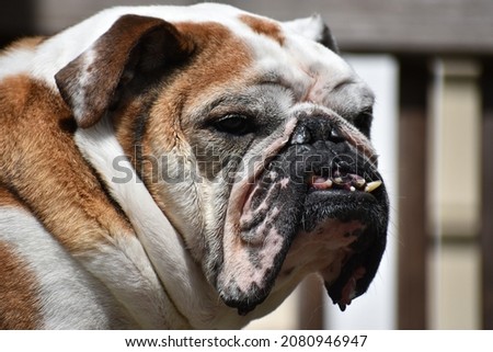 A picture of a bulldog