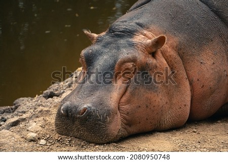Close-up picture of a sleeping hippo
