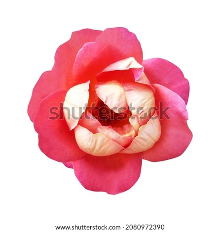Beautiful pink rose flower isolated on white background. Natural floral background. Floral design element