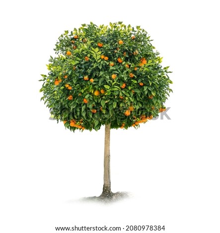 Orange tree on a white background Royalty-Free Stock Photo #2080978384