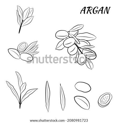 Sketch of branch argania  with fruits. Hand-drawn illustration. Branch of argan with nuts. Cosmetic and medical plant. Set of argania tree.
