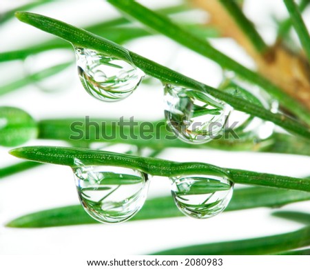 Reflections in drops on pine-tree