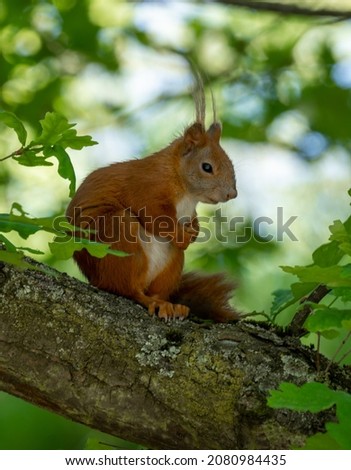 Sciurus vulgaris perched quietly in a tree