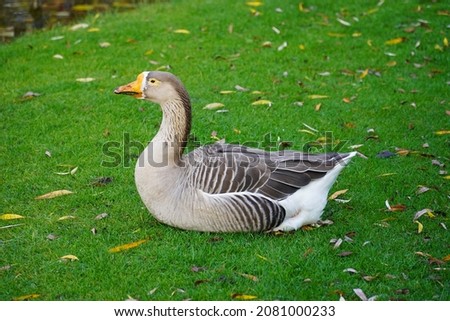 The lesser white fronted goose (Anser erythropus) with extremely deformed orange bill and a wide white border around the beak.  Wild specimen in Celle Castle Park, Germany.