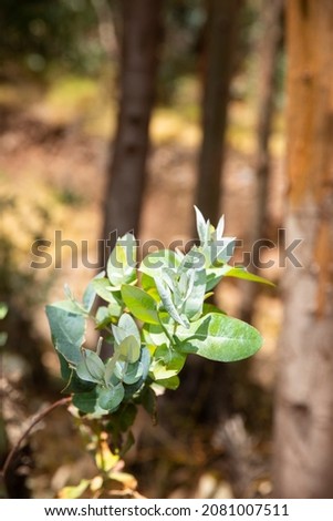 Image of eucalyptus tree in Peruvian Andes. Forest of eucalyptus in Andean mountains of Peru.