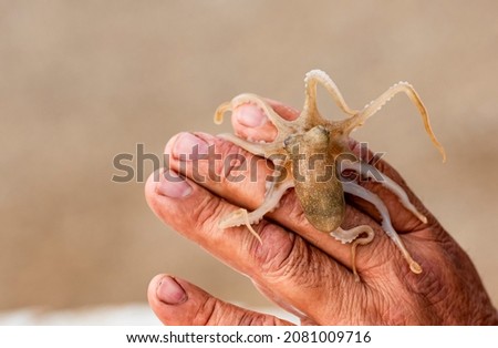 Close-up of a small squid in the fisherman's hand.