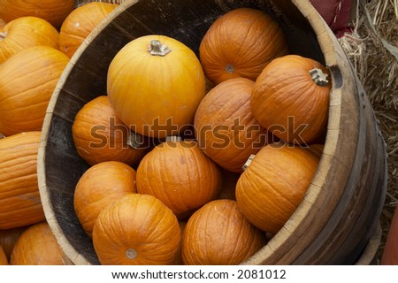 beautiful pumpkin in different colors