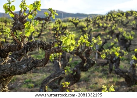 Vitis vinifera grape vines cultivated in making farm vineyard in Ribeira Sacra, Galicia, Spain Royalty-Free Stock Photo #2081032195