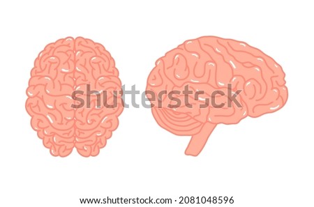 Brain anatomy concept. Top and profile view. Anatomical clip art for medical designs. Vector illustration isolated on a white background in cartoon style.
