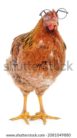 Chicken with glasses isolated on a white background.