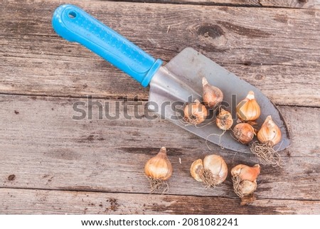 Snowdrop bulbs or Galanthus  Nivalis bulbs on a table before planting Royalty-Free Stock Photo #2081082241