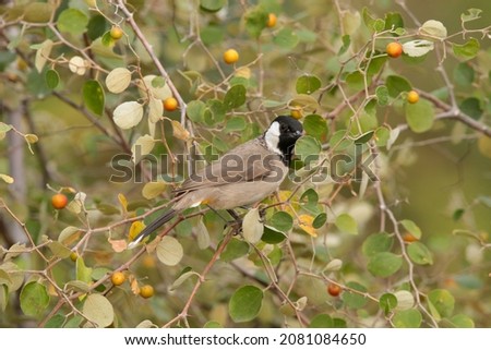 The white-eared bulbul or white-cheeked bulbul, is a member of the bulbul family. Royalty-Free Stock Photo #2081084650