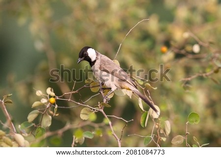 The white-eared bulbul or white-cheeked bulbul, is a member of the bulbul family. Royalty-Free Stock Photo #2081084773