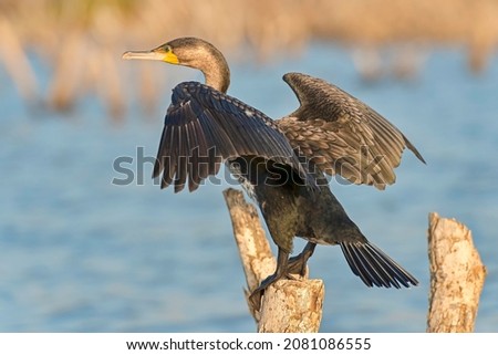 White-breasted cormorant (Phalacrocorax carbo lucidus) with wings outspread, Lake Baringo, Kenya