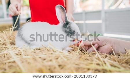 Child feeding rabbits in summer park.