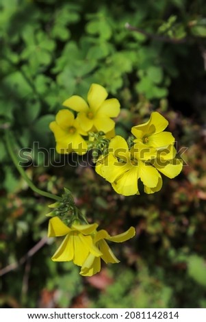 Yellow flowers of Bermuda buttercup