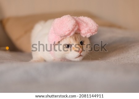 Cute funny cat in bunny ears. Cat in suit for Easter. Funny serious cat with pink rabbit ears