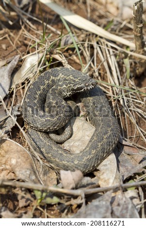Steppe viper in a pose threats.