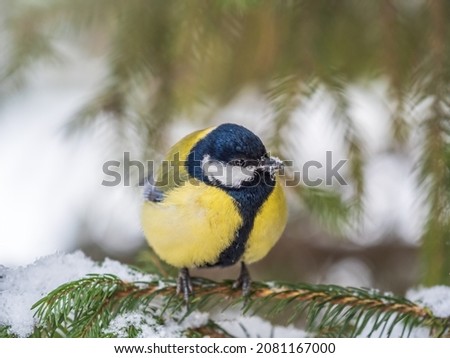 Cute bird Great tit, songbird sitting on the fir branch with snow in winter. Parus major