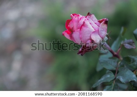 Delicate pastel roses close-up on a blurry garden background. Fragrant bush of pink roses. Natural floral background. Birthday card, wedding, Valentine's Day, Mother's Day. Soft focus, diffused light