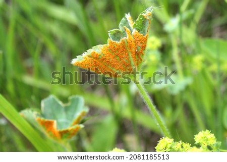 The fungus Trachyspora intrusa, plant parasite also called Rust, on back of leaf of Common Lady's Mantle (Alchemilla vulgaris) close-up in meadow natural conditions summertime Royalty-Free Stock Photo #2081185513