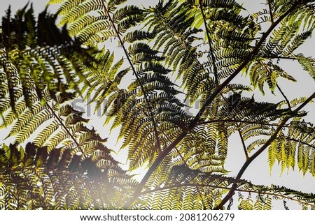 Close-up of a sun backlit fern plant leaf against a grey background  Royalty-Free Stock Photo #2081206279