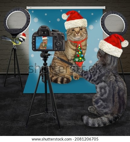 A gray cat in a Santa Claus hat photographer takes pictures a beige cat in the photo studio for Christmas.