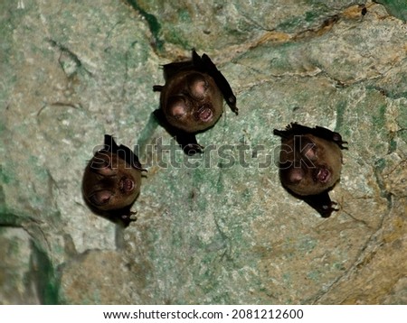 bats sleep in a cave