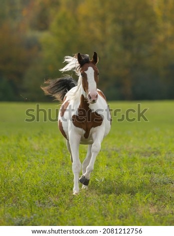 brown and white horse paint or pinto coloured Canadian warmblood breed running free towards camera with green grass and fall trees in background vertical format room for type and masthead on top 