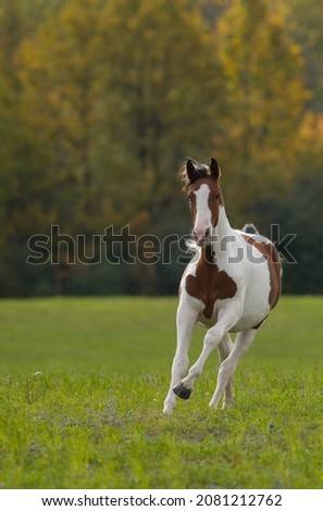 brown and white horse paint or pinto coloured Canadian warmblood breed running free towards camera with green grass and fall trees in background vertical format room for type and masthead on top 