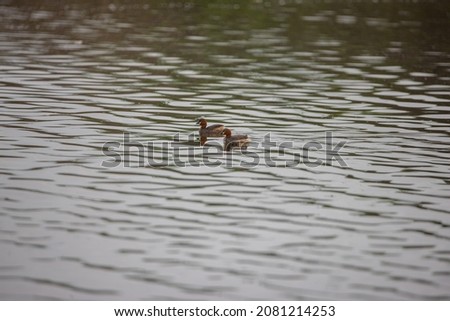 two little grebes swimming in a morning 