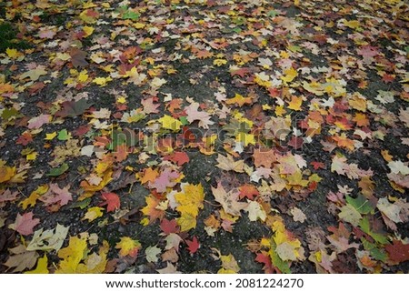 a path with colorful leaves lying on it