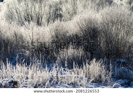 frosted trees, bushes, plants, weeds create an unusual sculpture, frosty sunny weather
