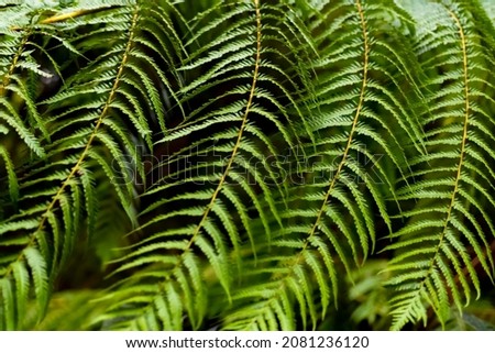 Bent fronds of a tropic giant fern plant in a garden on Madeira island Portugal. Four parallel green fronds with many small leaves forming a dynamic ornamental natural background pattern structure.