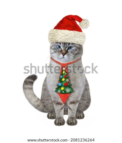 An ashen cat in a holiday tie sits for Christmas. White background. Isolated.