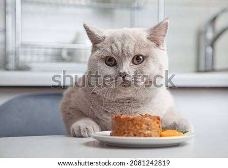 cat and plate of pet food in domestic kitchen, selective focus Royalty-Free Stock Photo #2081242819