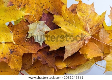 Colorful background of autumn maple tree leaves background close up. Multicolor maple leaves autumn background. High quality resolution picture