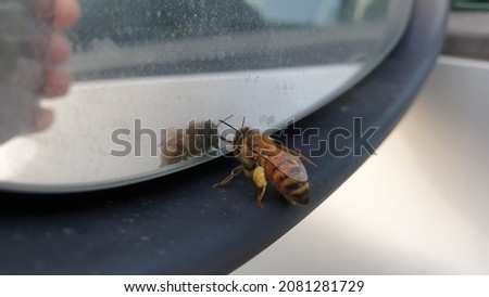 A bee is standing on a car mirror Royalty-Free Stock Photo #2081281729